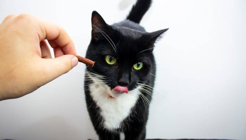 Jak naučit kočku jíst kvalitní krmivo